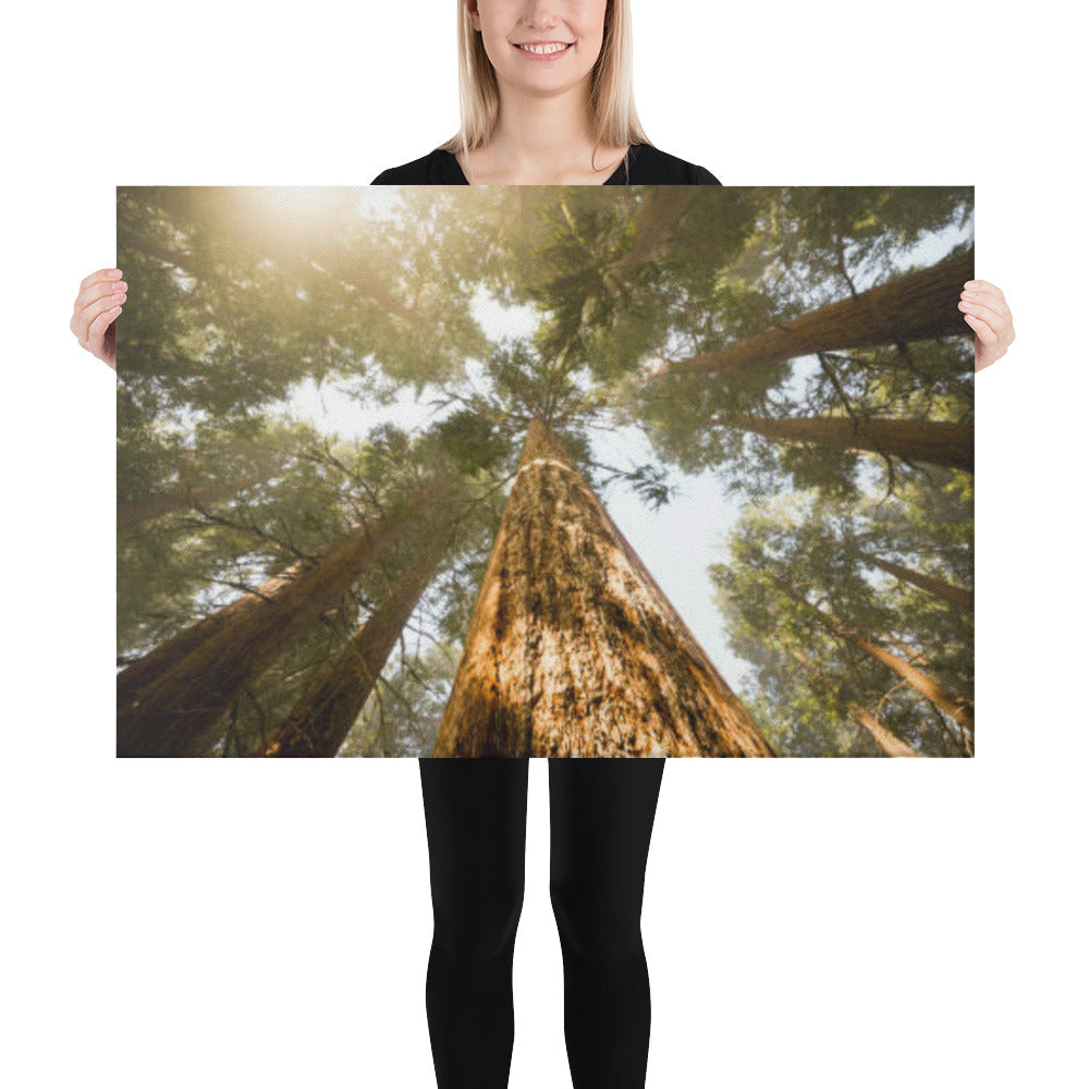 Looking Up Pine Trees Botanical Nature Photograph Canvas Wall Art Print