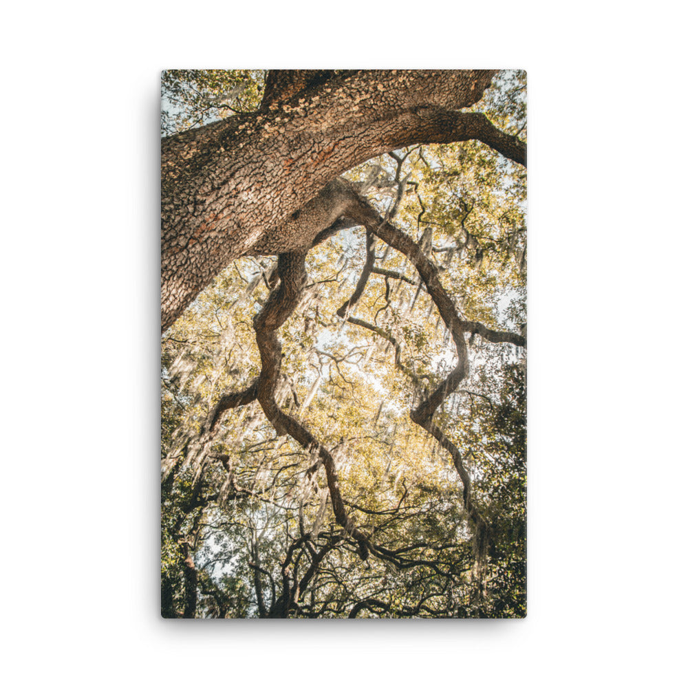 Live Oak and Spanish Moss Forsyth Park Savannah GA 2 Canvas Wall Art Print