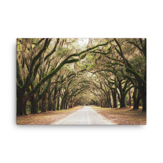 Live Oaks and Spanish Moss Road Way Savannah Ga Canvas Wall Art Print