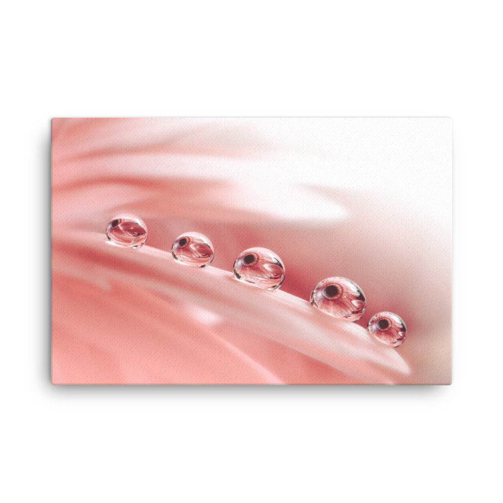 Tranquil Canvas Art: Dew Drops on Gerbera Daisy Petals Floral Botanical Photograph Shabby Chic - Vintage Canvas Wall Art Print