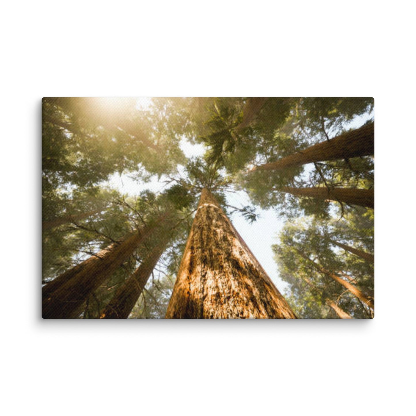 Looking Up Pine Trees Botanical Nature Photograph Canvas Wall Art Print