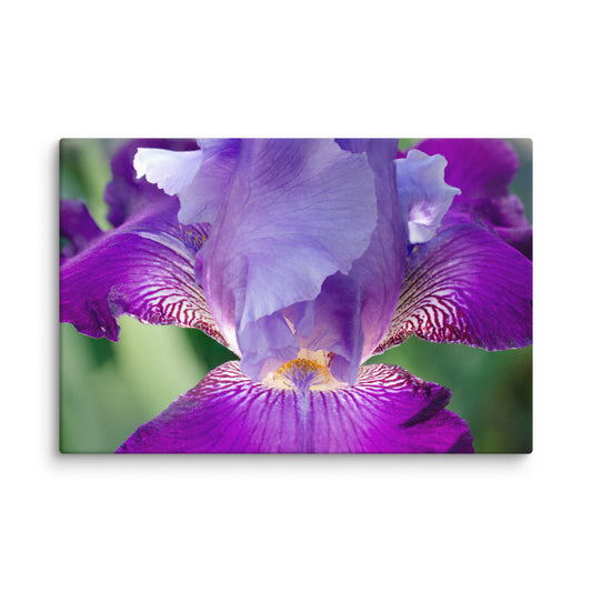 Glowing Iris Floral Botanical Nature Photo Canvas Wall Art Prints
