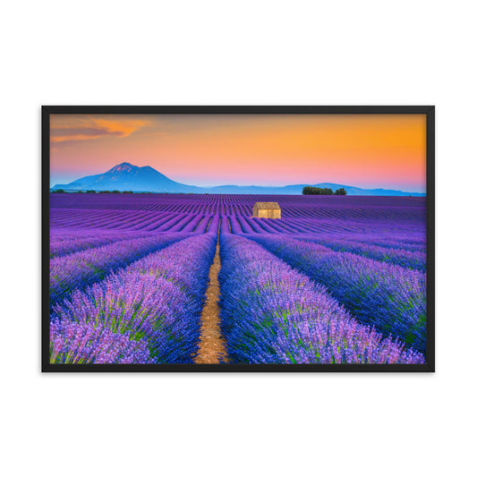 Blooming Lavender Field and Sunset Floral Landscape Framed Photo Wall Art Prints