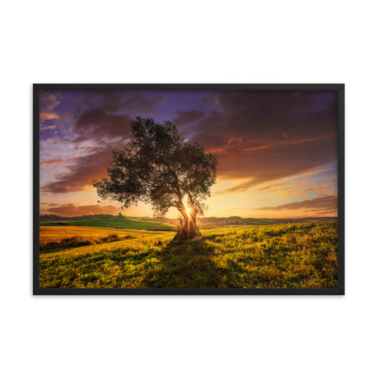 Countryside Olive Tree Sunset Landscape Photo Framed Wall Art Print