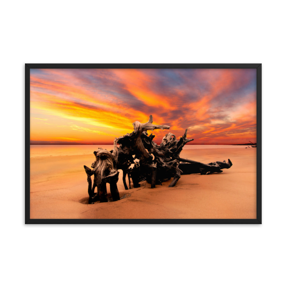 Dried Tree Roots and Sunrise Boneyard Beach Jacksonville Florida Framed Wall Art Print