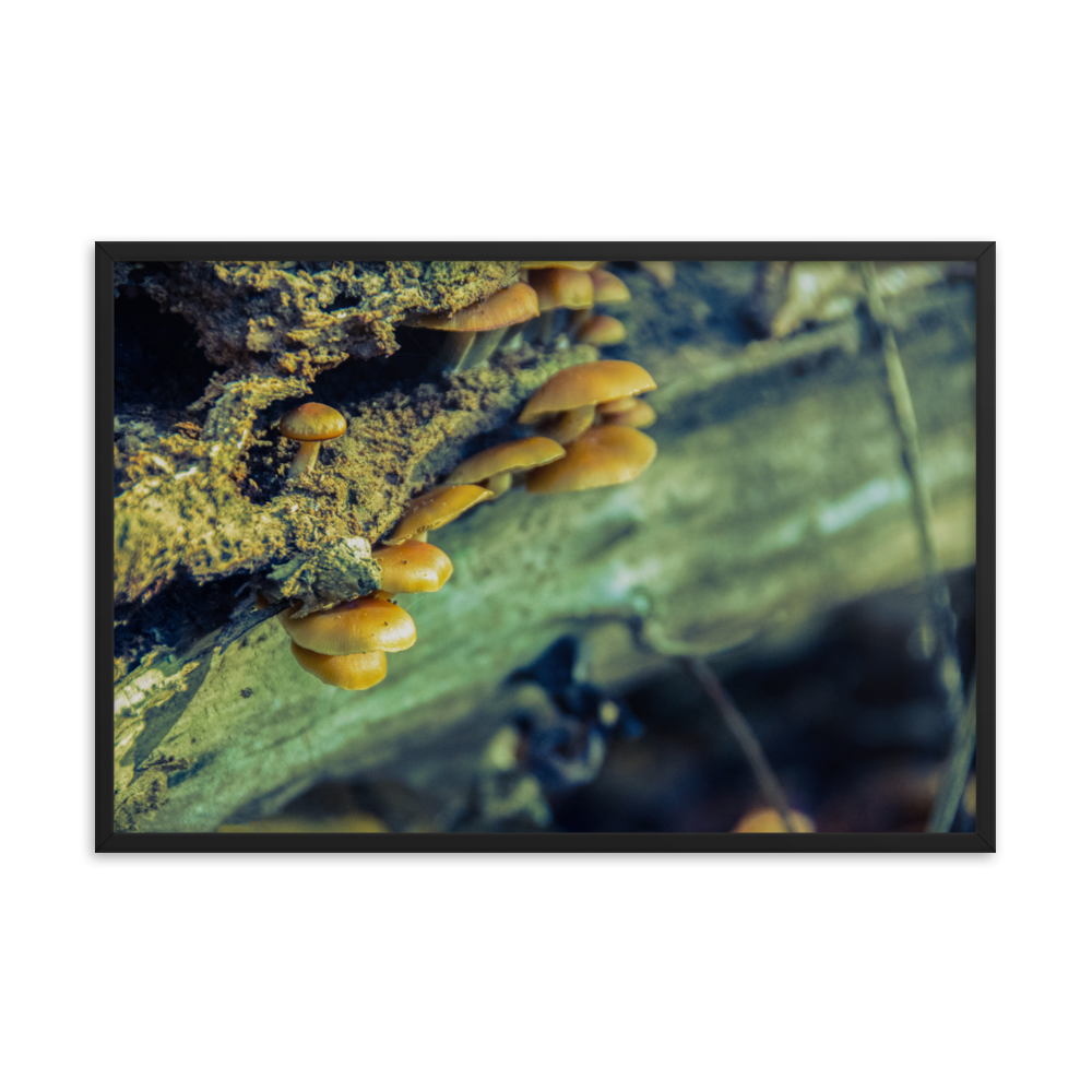 Antique Botanical Prints Framed: Aged Mushroom Botanical / Nature Photo Framed Wall Art Print - Artwork - Wall Decor - Home Decor