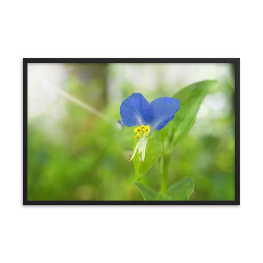 Wall Decor Kitchen Modern: Asiatic Dayflower - Floral / Botanical / Nature Photo Framed Wall Art Print - Artwork - Modern Wall Decor