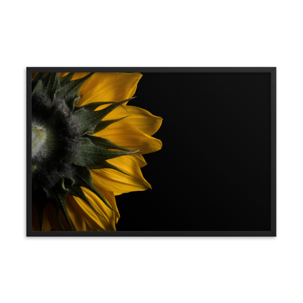 Backside of Sunflower Minimal Floral Nature Photo Framed Wall Art Print