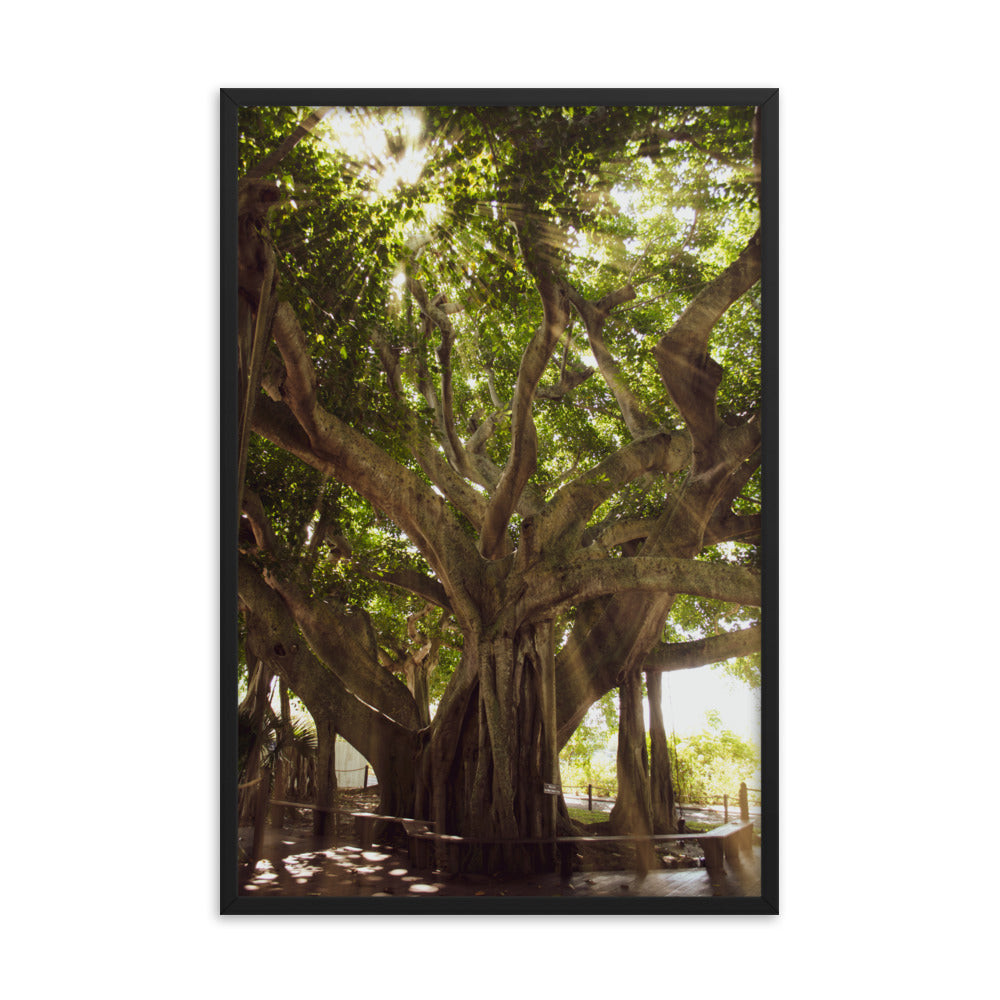 Banyan Tree With Glory Rays of Sunlight Tropical Botanical Nature Photo Framed Wall Art Print