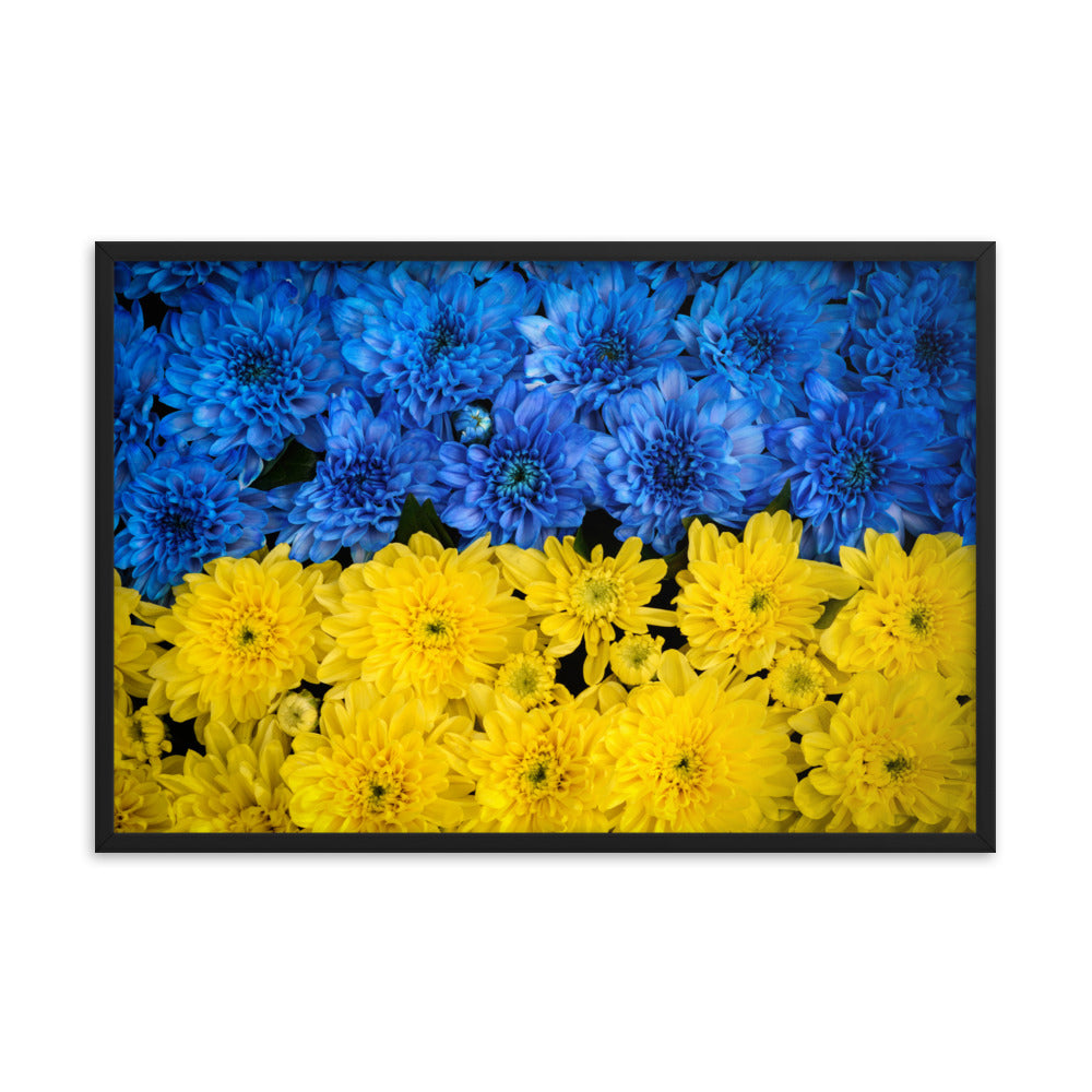 Blue and Yellow Chrysanthemums For Ukraine Refugees Nature Photo Framed Wall Art Print