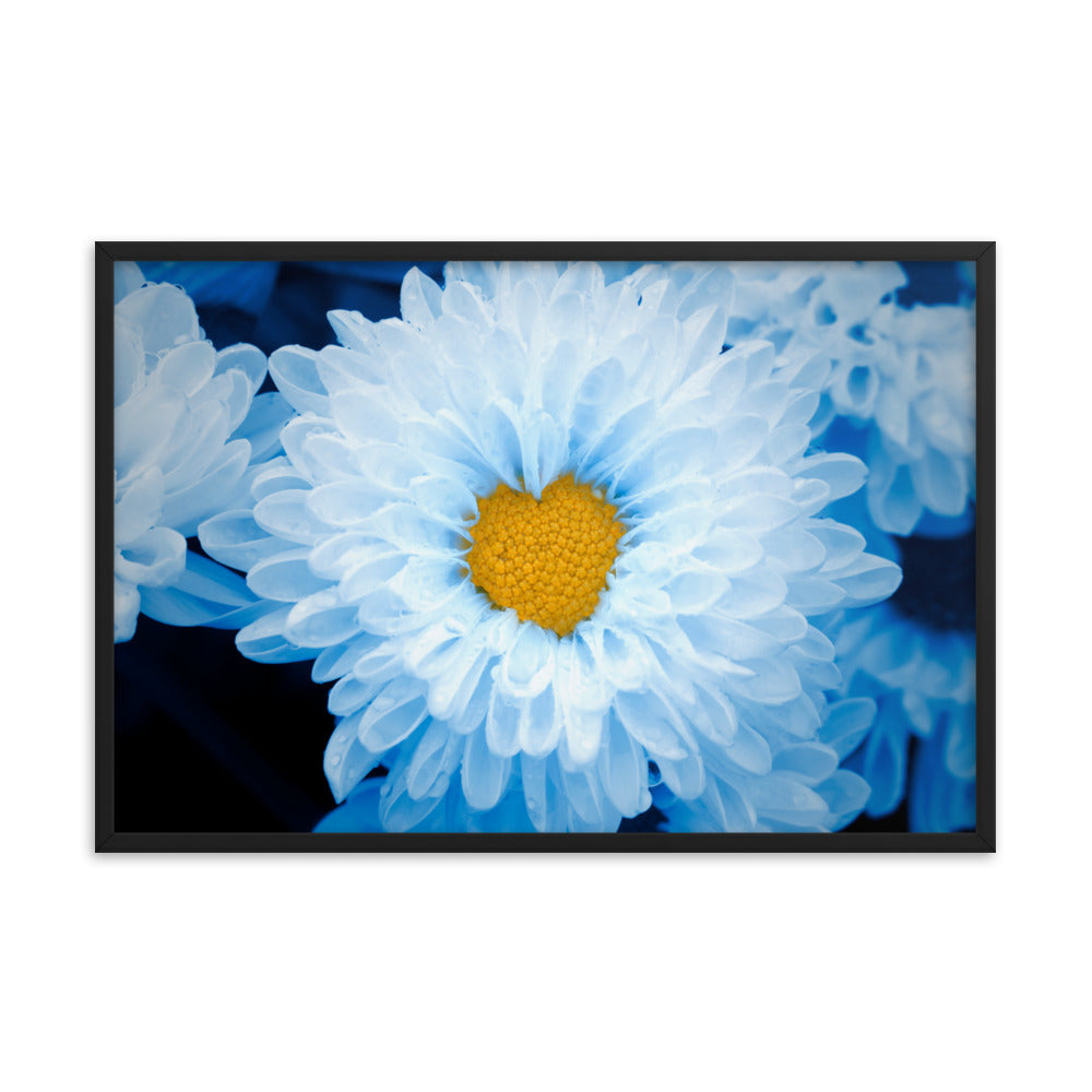 Blue Tinted Chrysanthemums For Ukraine Refugees Floral Nature Photo Framed Wall Art Print