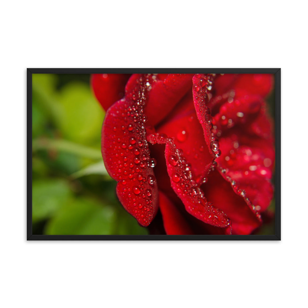 Bold and Beautiful Floral Nature Photo Framed Wall Art Print