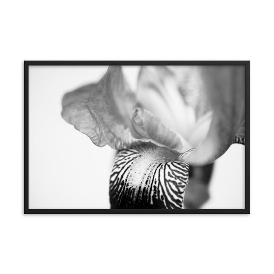 Bold Iris on White Black and White Floral Nature Photo Framed Wall Art Print