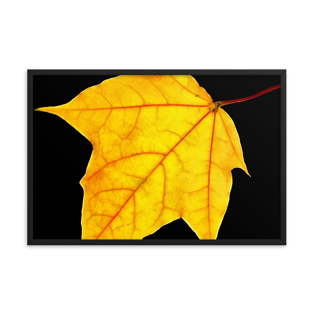 Brilliant Yellow Botanical Nature Photo Framed Wall Art Print