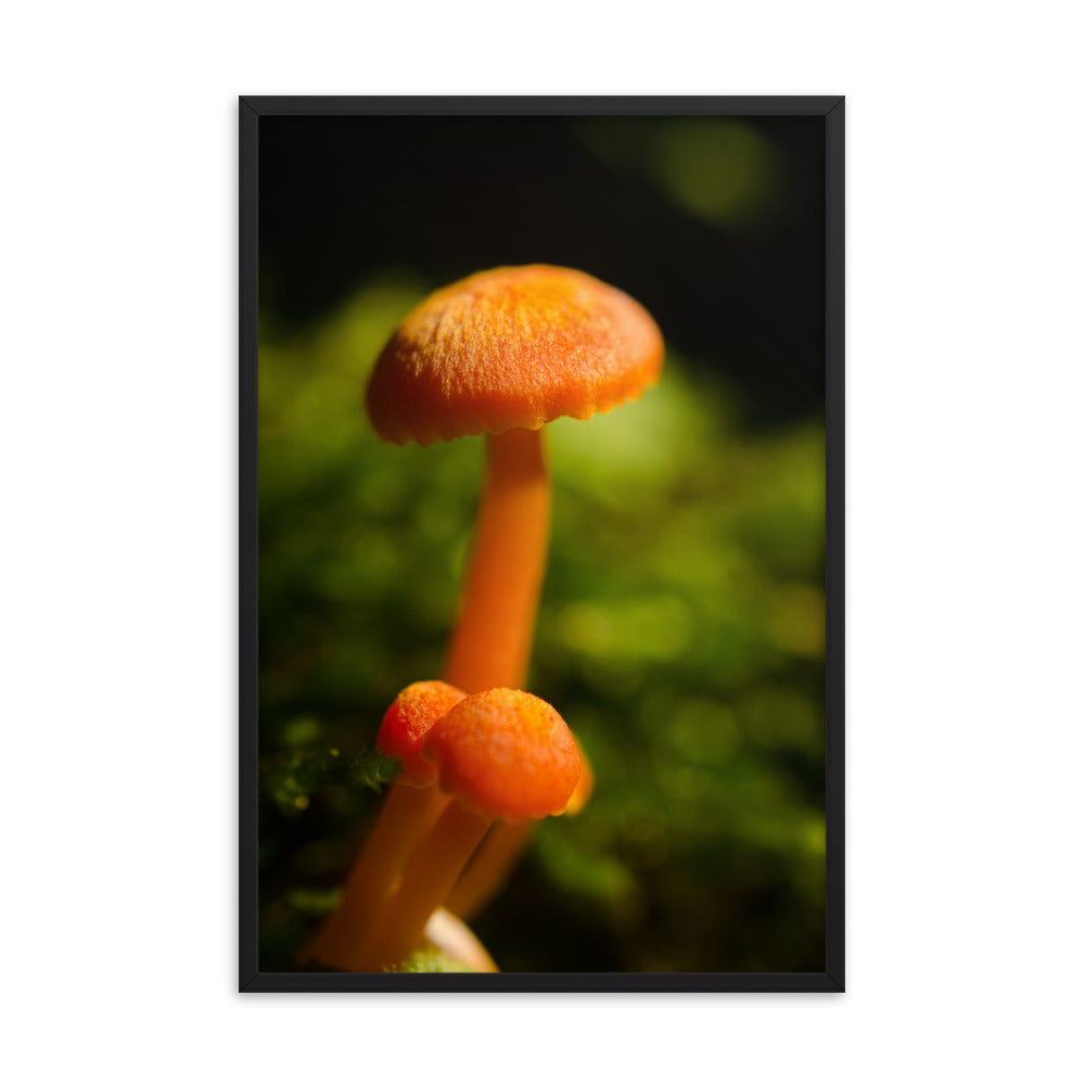 Button Top Mushrooms Botanical Nature Photo Framed Wall Art Print
