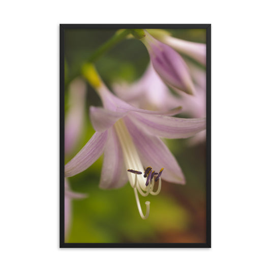 Close-up Hosta Bloom Floral Nature Photo Framed Wall Art Print