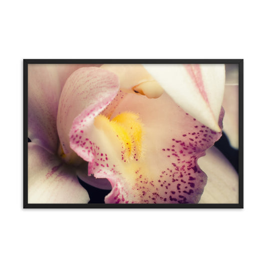 Close-up of Orchid Floral Nature Photo Framed Wall Art Print