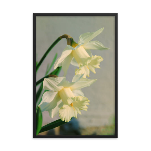 Colorized Daffodils Floral Nature Photo Framed Wall Art Print