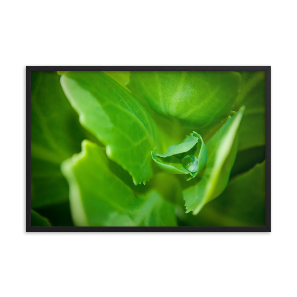 Cupped Droplet Botanical Nature Photo Framed Wall Art Print