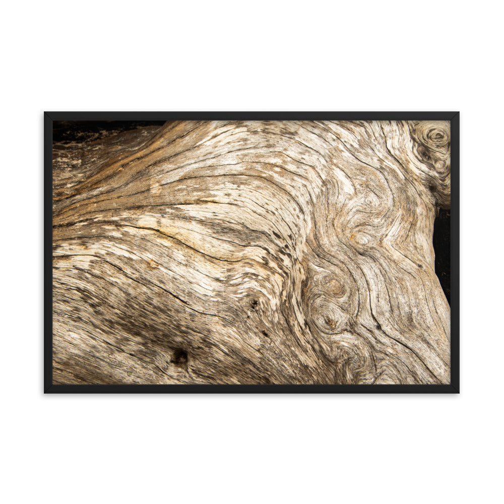 Dead Tree Boneyard Beach Florida Texture Close-up 3 Rustic Nature Photo Framed Wall Art Print