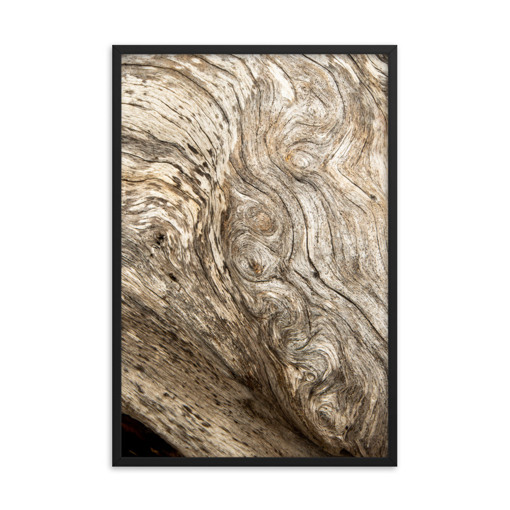 Dead Tree Boneyard Beach Florida Texture Close-up 4 Rustic Nature Photo Framed Wall Art Print