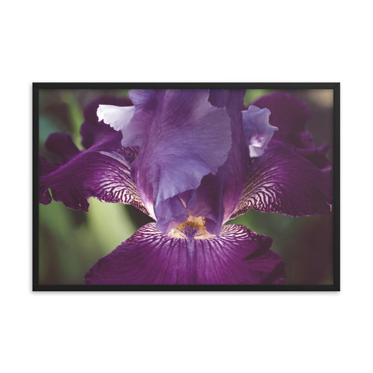 Glowing Iris Moody Midnight Floral Nature Photo Framed Wall Art Print