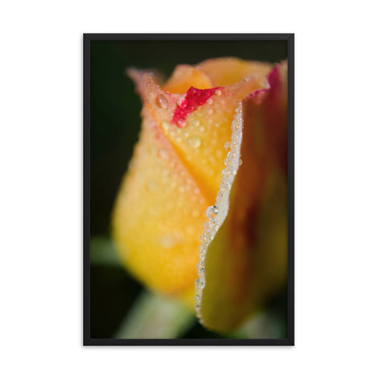 Dew on Yellow Rose Floral Nature Photo Framed Wall Art Print