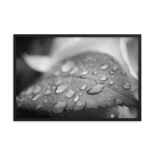 Dew on Leaf of Rose Plant Black and White Botanical Nature Photo Framed Wall Art Print