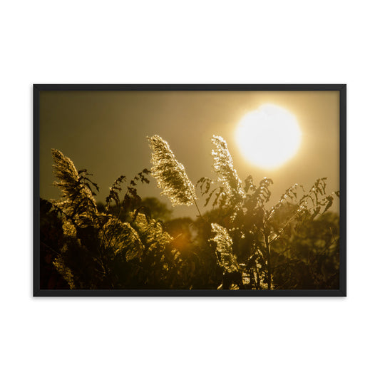 Golden Marsh Weeds Botanical Nature Photo Framed Wall Art Print