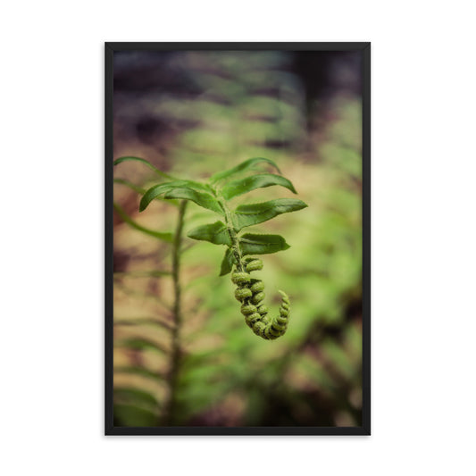 Growth of the Forest Floor Botanical Nature Photo Framed Wall Art Print