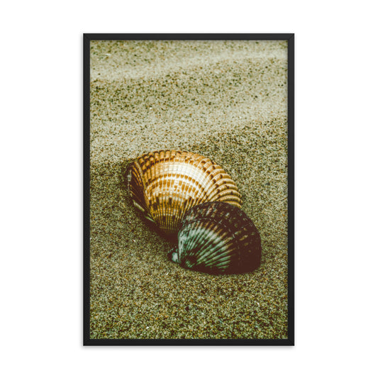Dreamy Beach Sea Shells Coastal Nature Photo Framed Wall Art Print