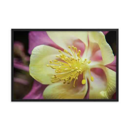 Delicate Columbine Floral Nature Photo Framed Wall Art Print
