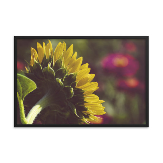 Dramatic Backside of Sunflower Grain Floral Photo Framed Wall Art Print