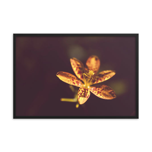 Dramatic Orange Leopard Lily Flower Floral Nature Photo Framed Wall Art Print