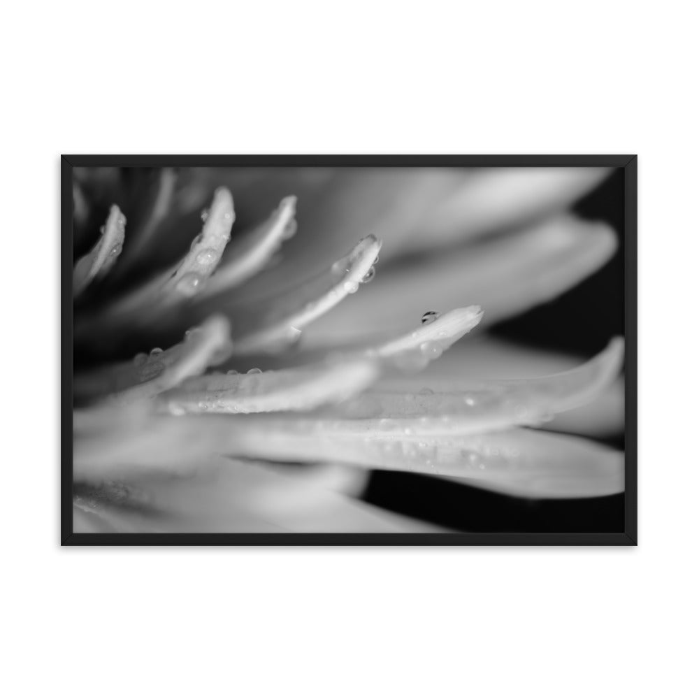 Droplets on Petals Black and White Floral Nature Photo Framed Wall Art Print