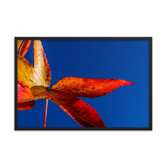 Fall Colors Botanical Nature Photo Framed Wall Art Print