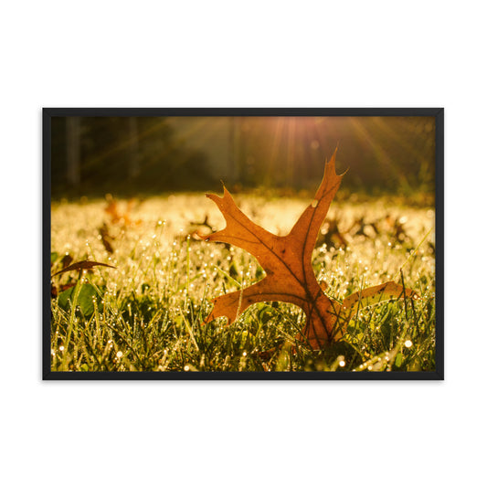 Fall Leaf in Morning Sun Botanical Nature Photo Framed Wall Art Print