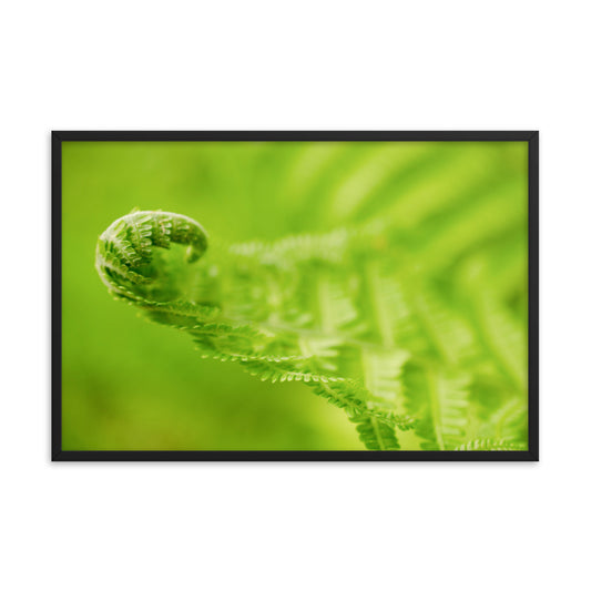 Fern Curl Botanical Nature Photo Framed Wall Art Print