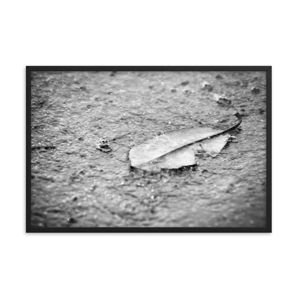 Fallen Leaf in The Rain Black and White Botanical Nature Photo Framed Wall Art Print