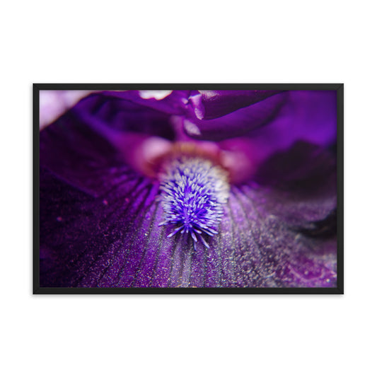 Eye of Iris Floral Nature Photo Framed Wall Art Print