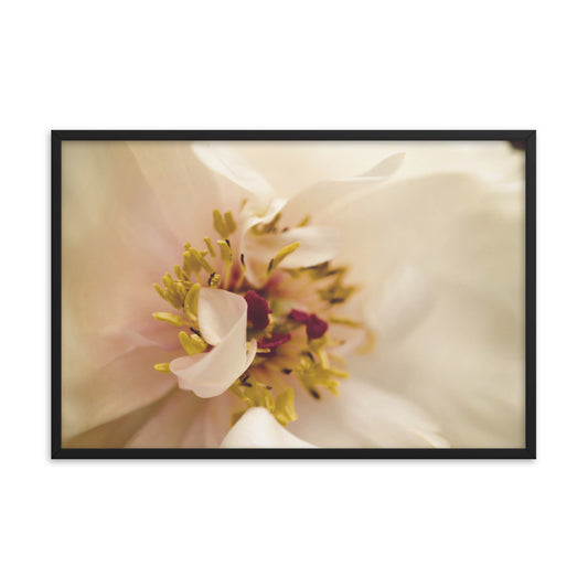 Eye of Peony Moody Midnight Floral Nature Photo Framed Wall Art Print
