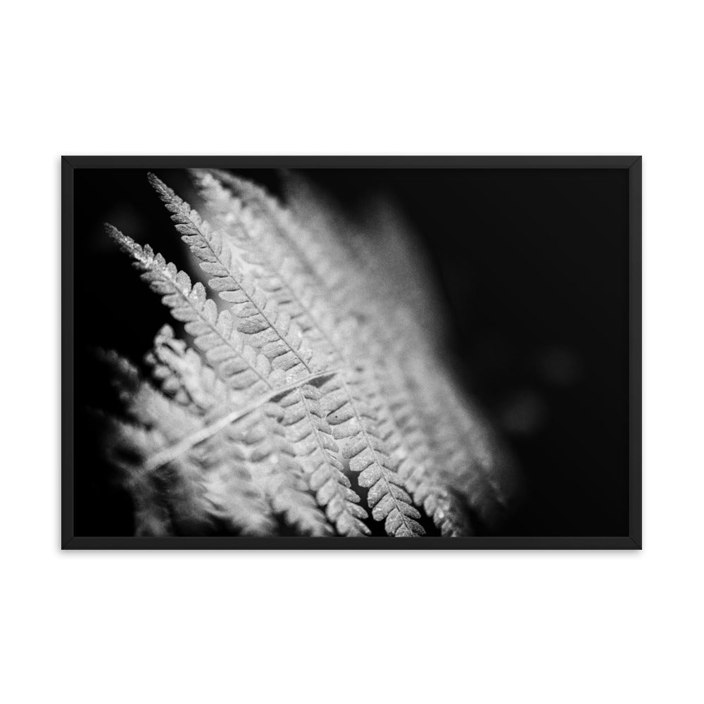 Fern Leaf in the Sunlight Black and White Botanical Nature Photo Framed Wall Art Print