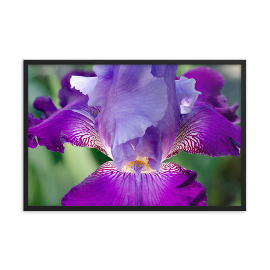 Flower Wall Above Bed: Glowing Iris - Floral / Botanical / Nature Photo Framed Wall Art Print - Artwork - Wall Decor - Modern Home Decor