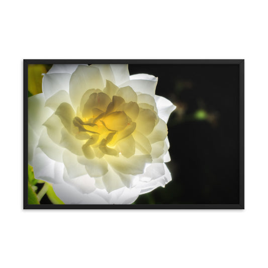 Glowing Rose 2 Floral Nature Photo Framed Wall Art Print