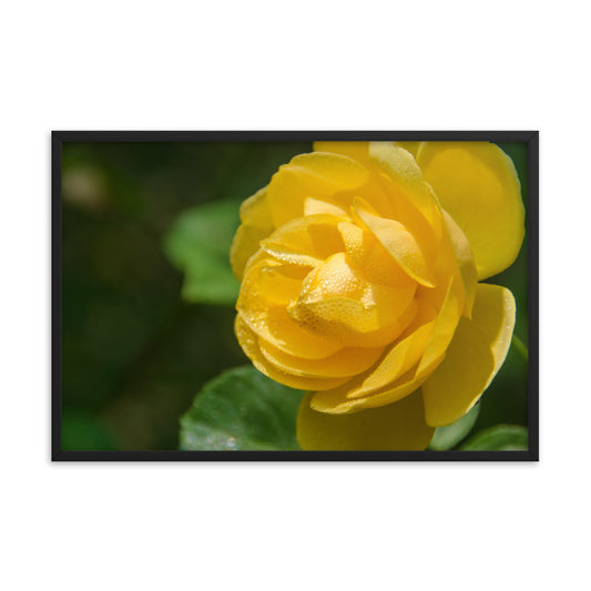 Friendship Rose Floral Nature Photo Framed Wall Art Print