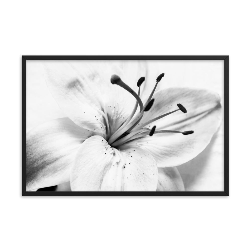 High Key Lily Black and White Floral Nature Photo Framed Wall Art Print