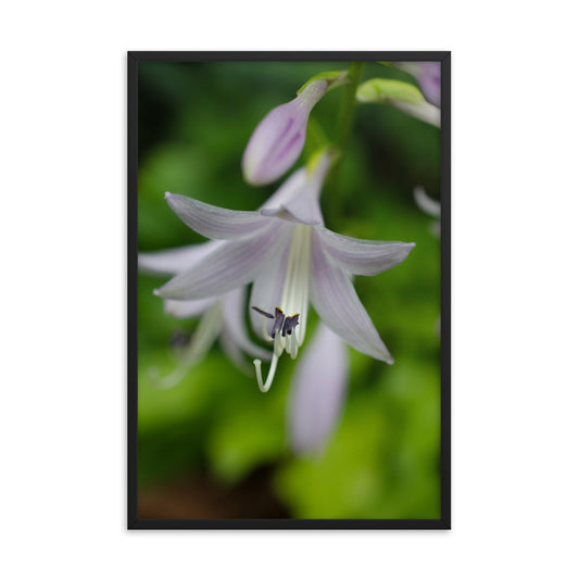 Hosta Bloom Floral Nature Photo Framed Wall Art Print