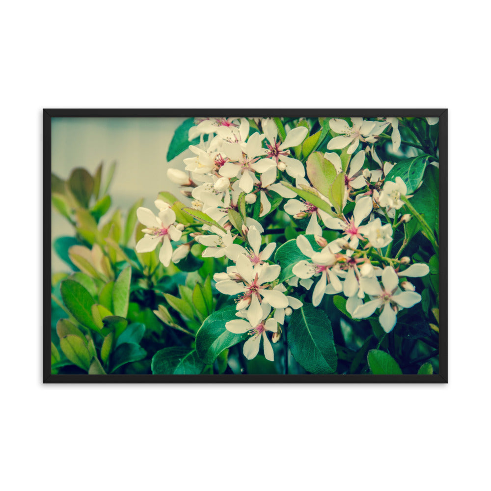 Indian Hawthorn Shrub in Bloom Colorized Floral Nature Photo Framed Wall Art Print