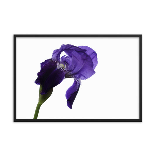 Iris on White Floral Nature Photo Framed Wall Art Print
