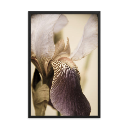 Japanese Iris Delight Aged Framed Photo Paper Wall Art Prints